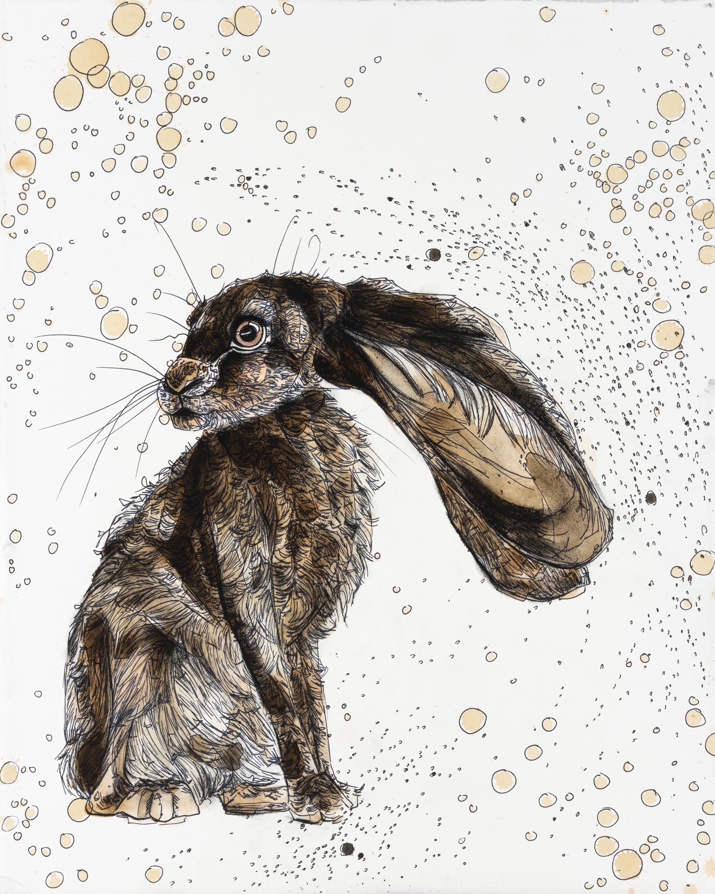 Bashful Hare