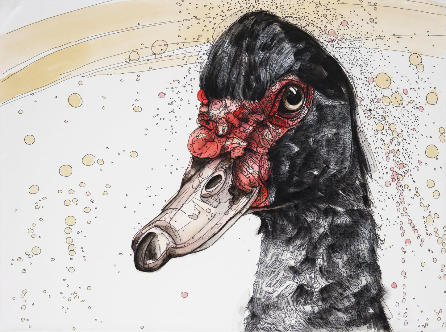 King Thistle Muscovy Duck