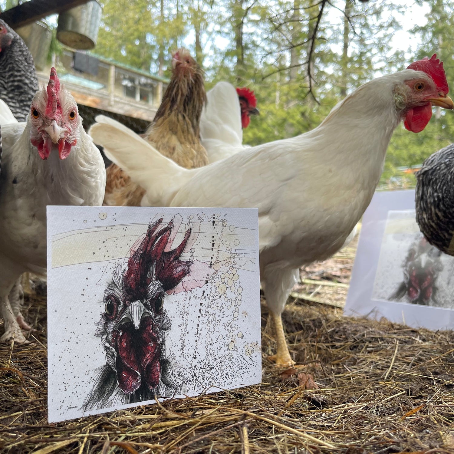 The Pecking Order
