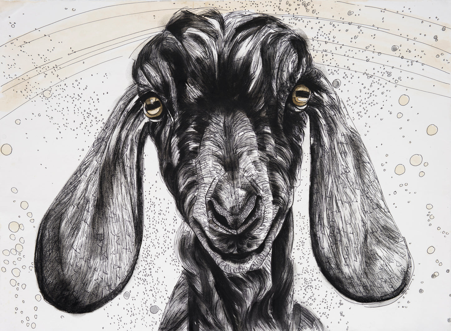 Nubian Goat