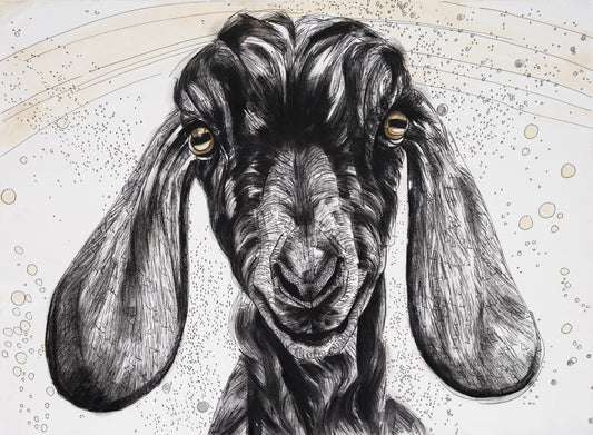 Nubian Goat