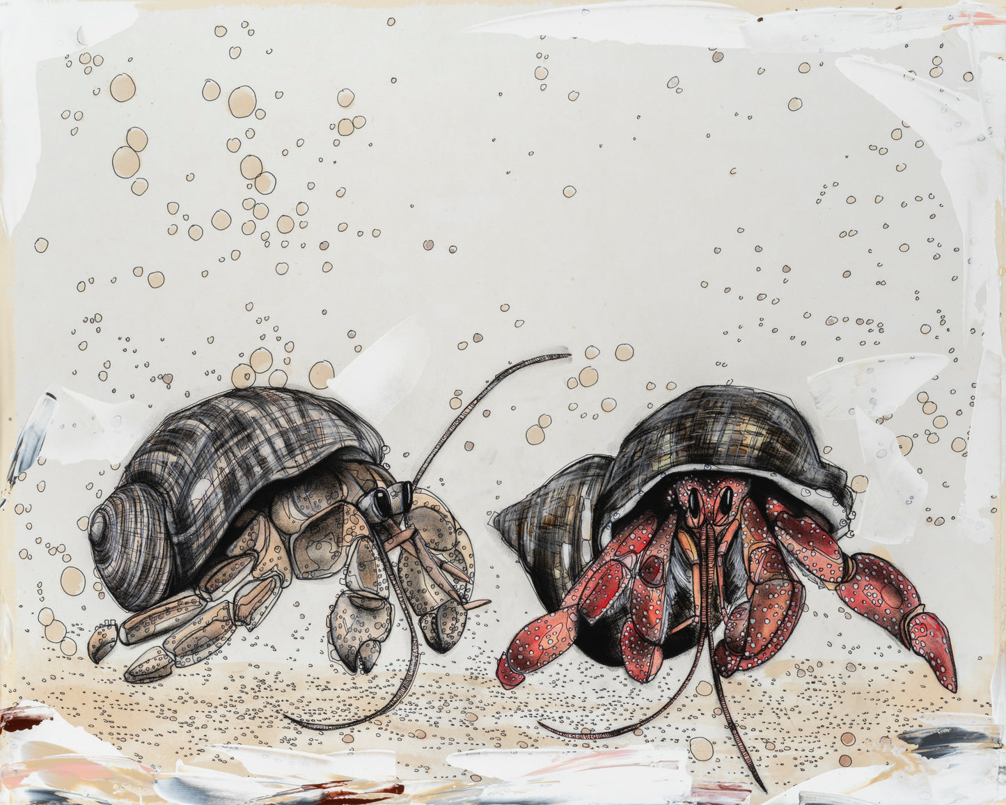 Hermit Crabs