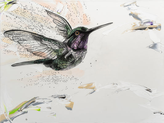 Anna's Drift Hummingbird