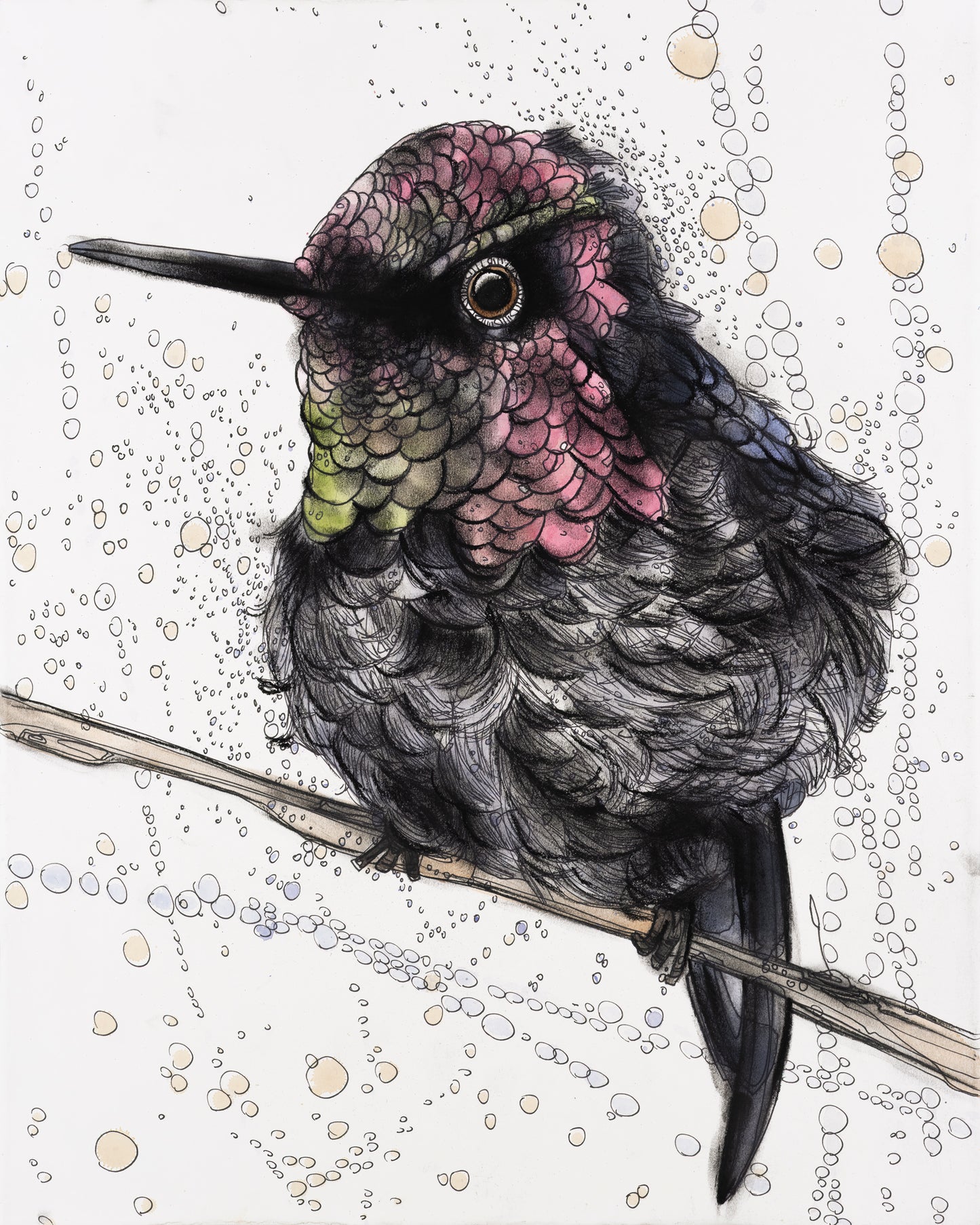 Oasis Hummingbird