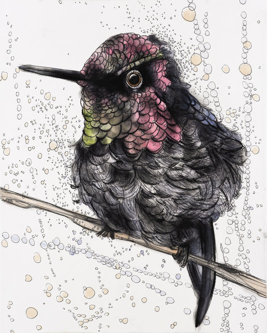 Oasis Hummingbird