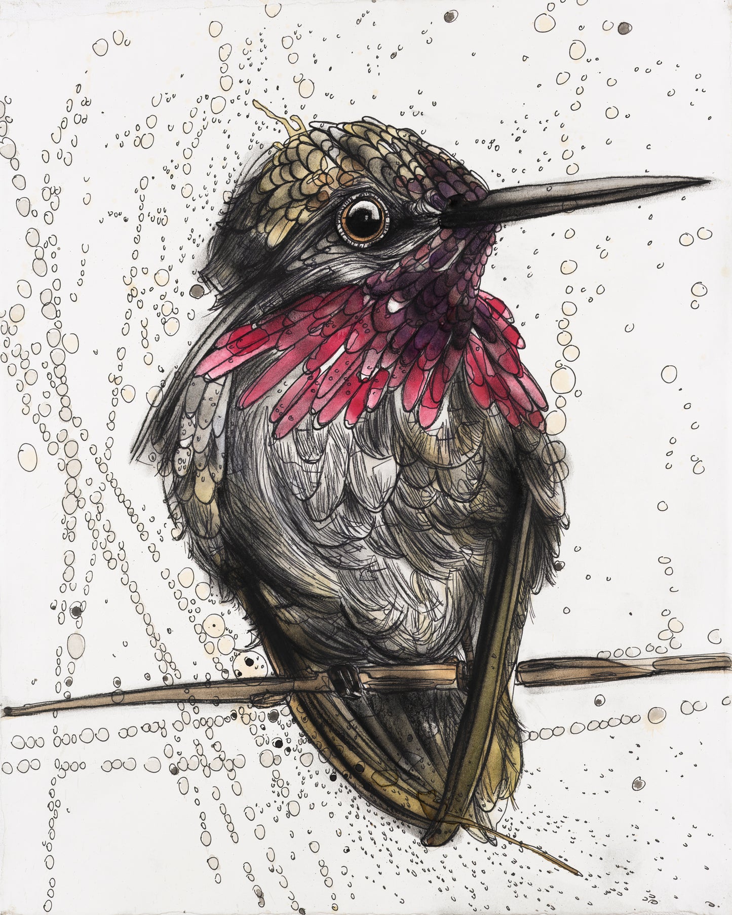 Anna's Hummingbird