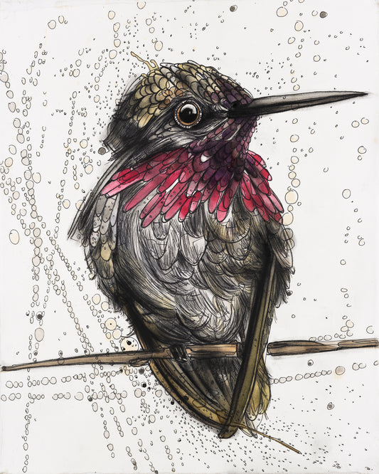 Anna's Hummingbird