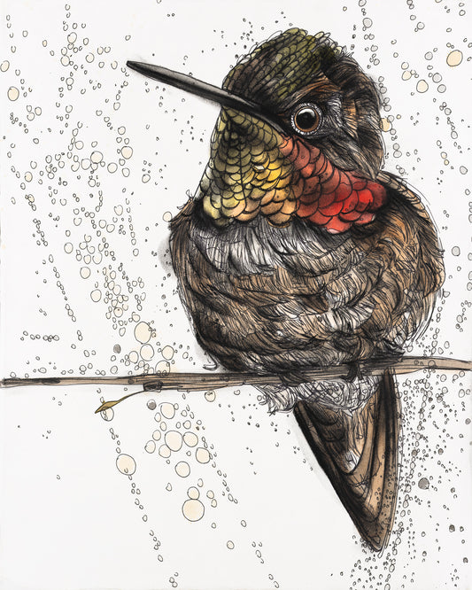 Rufous Hummingbird