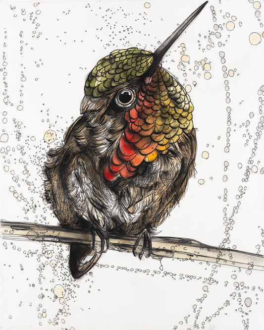 Allen's Hummingbird