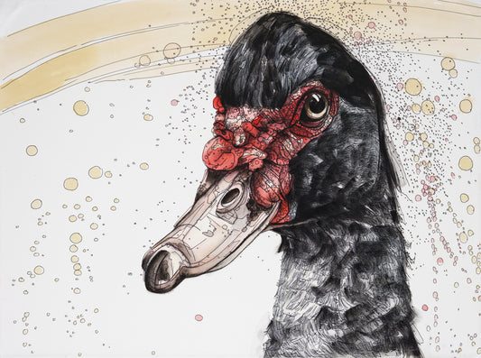 King Thistle Muscovy Duck