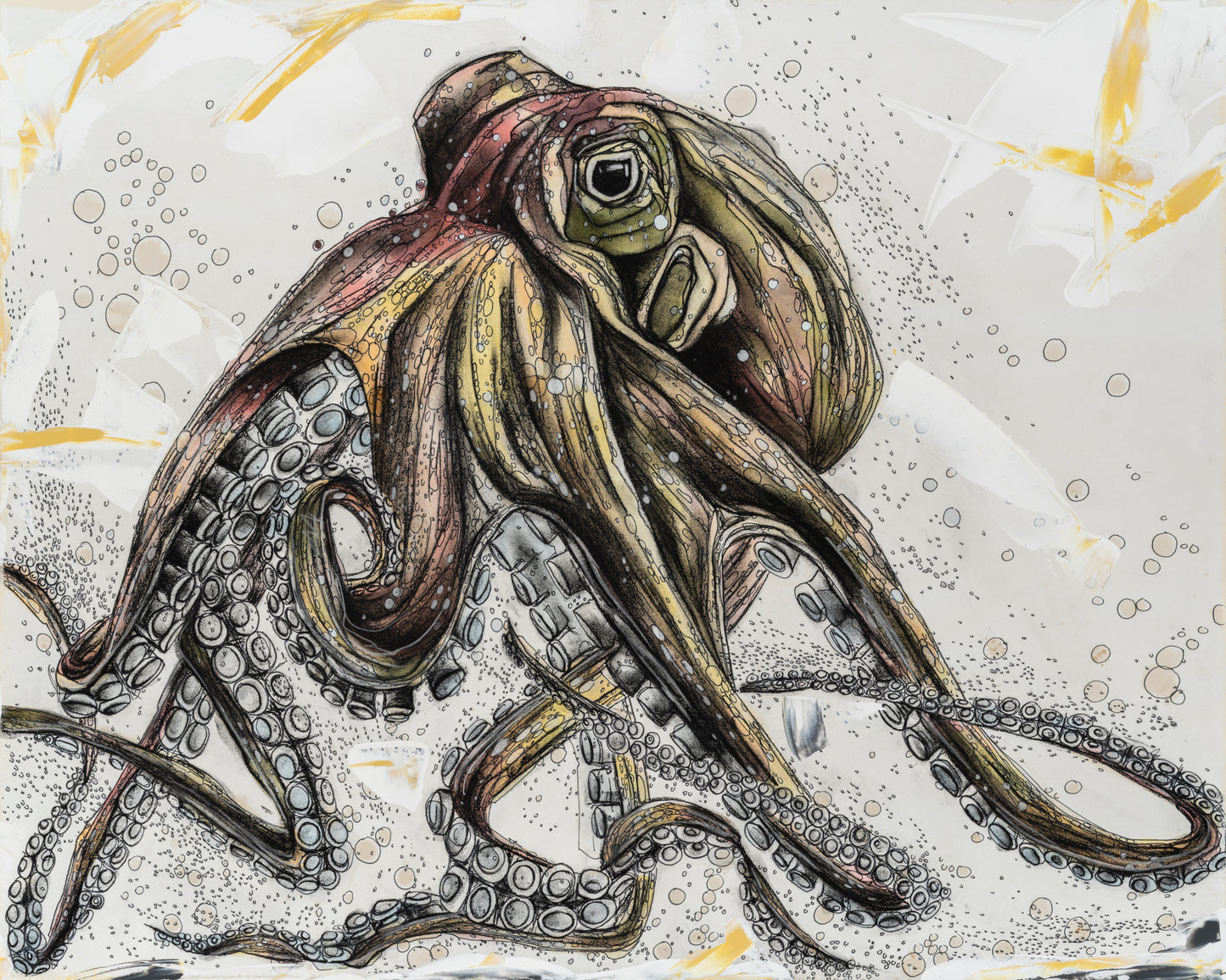 Octopus