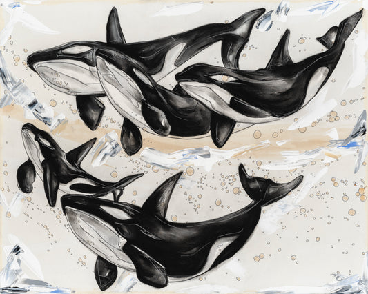 Pod of Orcas