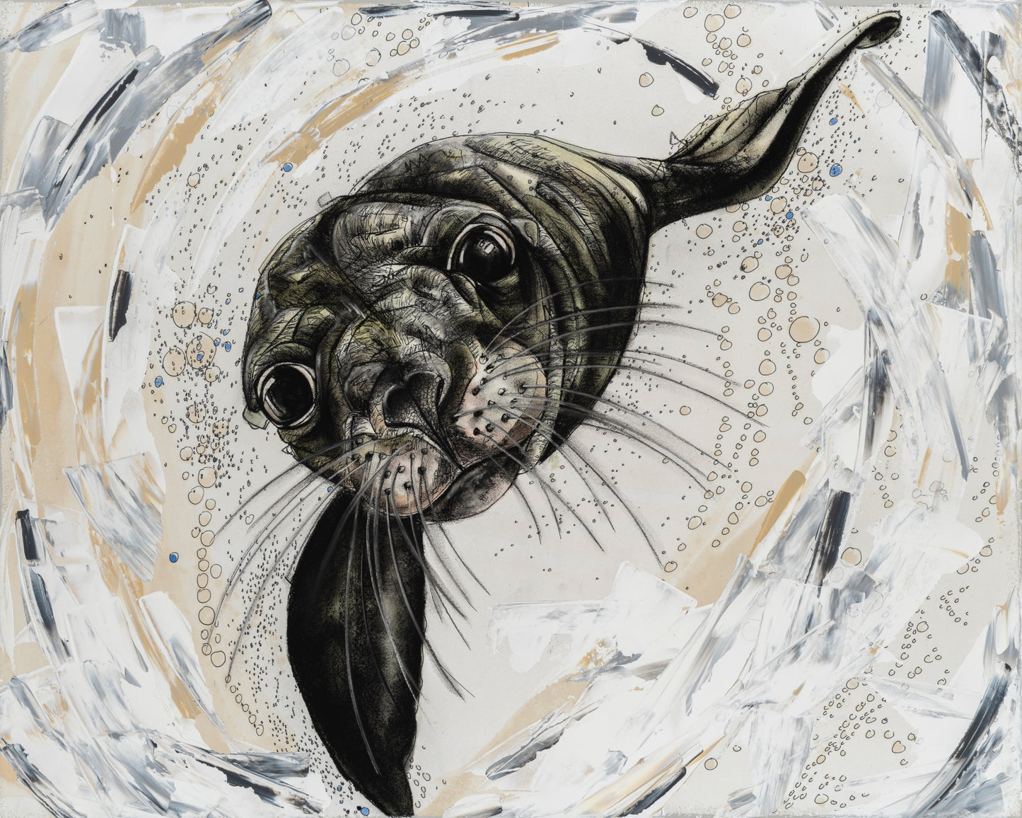 Harbour Seal