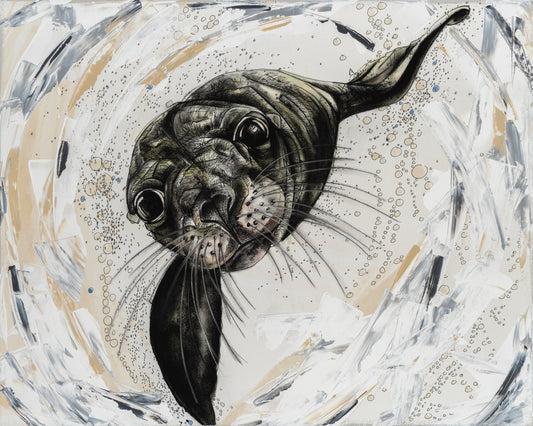Harbour Seal